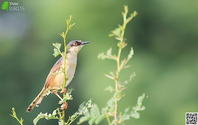 Ashy Prinia